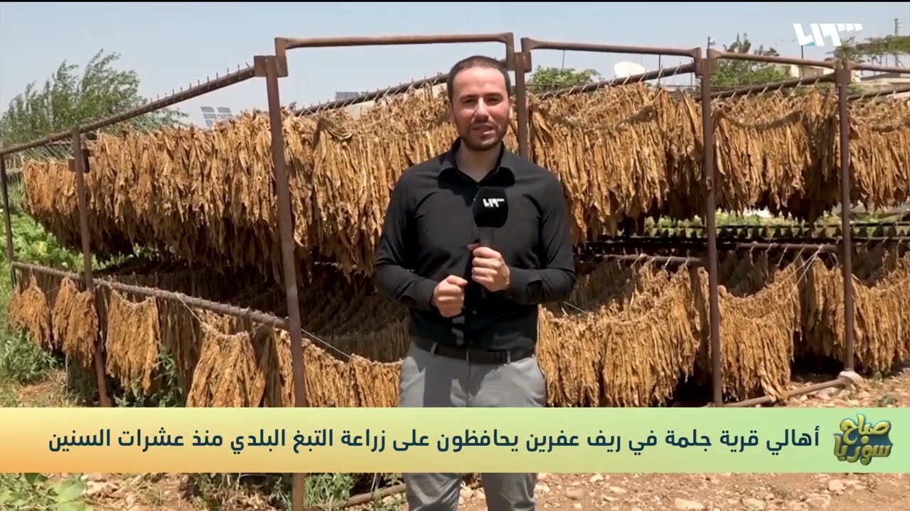 شاهد| أهالي قرية جلمة في عفرين يحافظون على زراعة التبغ البلدي | صباح سوريا