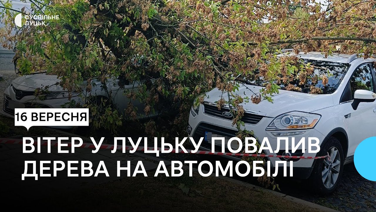 У Луцьку через сильний вітер дерева впали на припарковані автомобілі