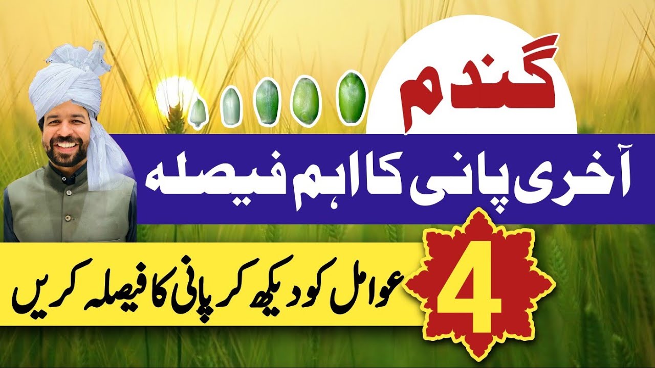 Wheat grain formation / Right time for last irrigation in wheat #wheat #corn #farming #crop #agri