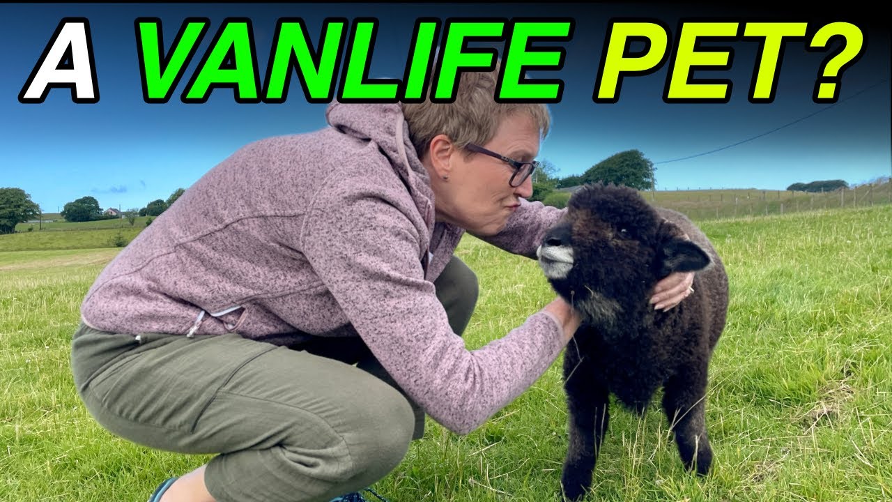YOU SAY WE NEED A PET - VANLIFE WALES