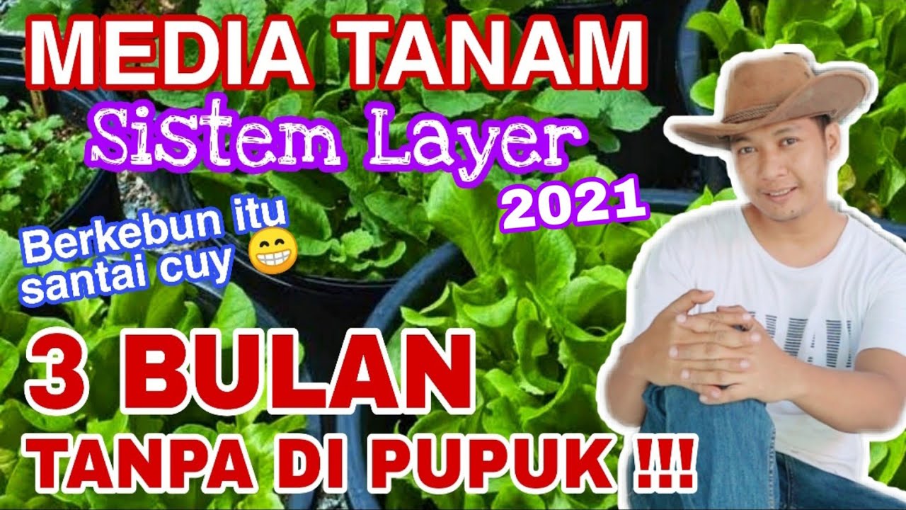 Tanpa Pupuk sampai PANEN !! Gunakan Racikan ini, anda akan kaget