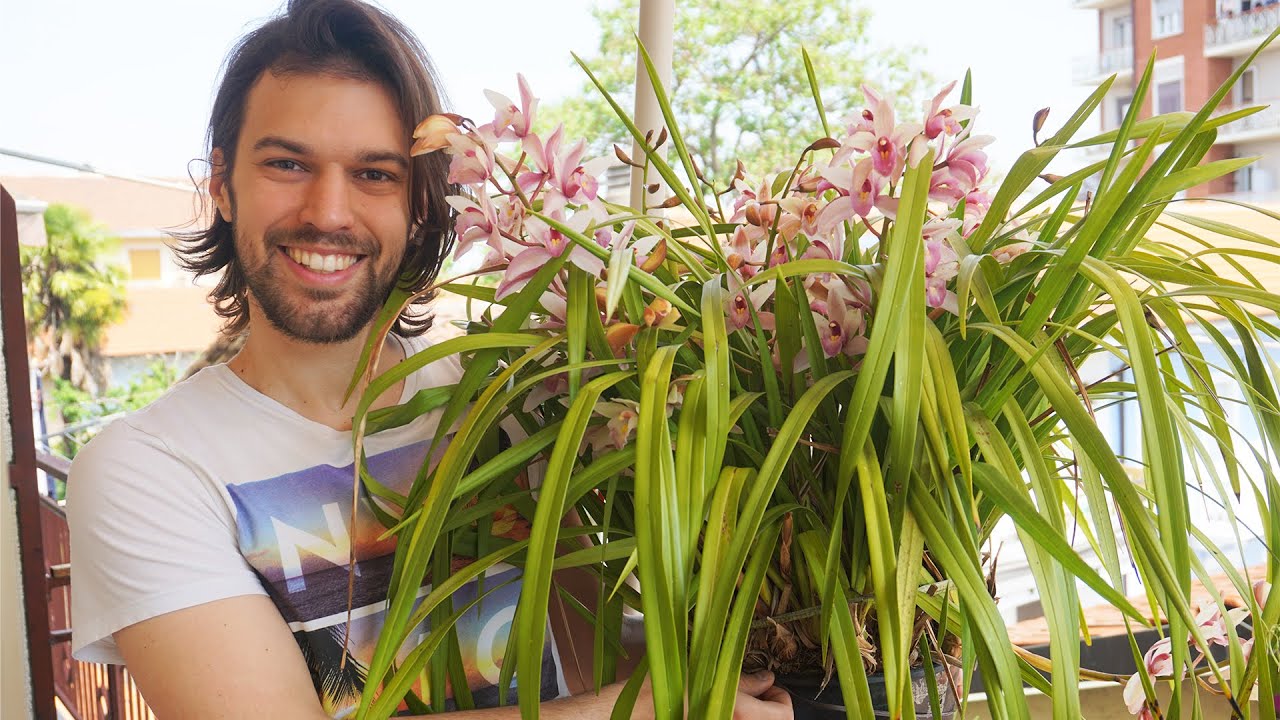 🌸Cymbidium: come coltivarla al meglio - Watthias