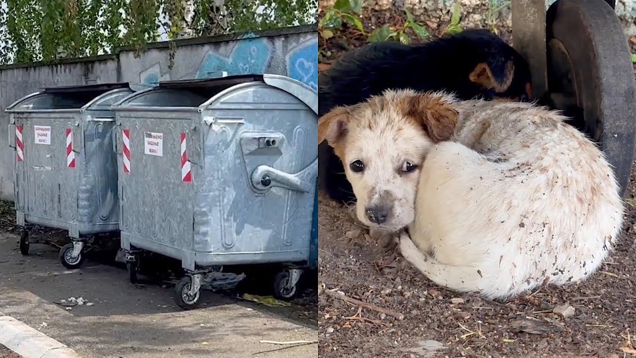 Two Abandoned Puppies Found Shelter Under a Dumpster on a Rainy Day