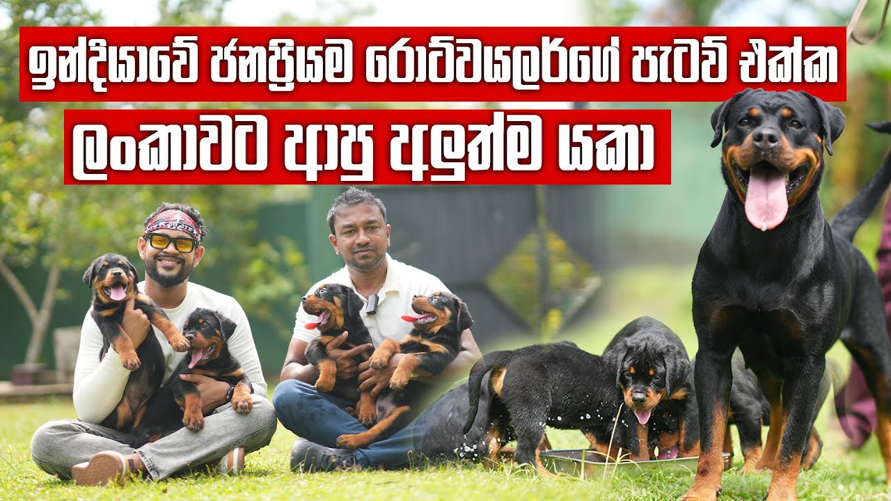 මෙන්න හරිම රොට්වයලර් - ලංකාවට ආපු අලුත්ම යකා | Rottweiler | Pet Talk