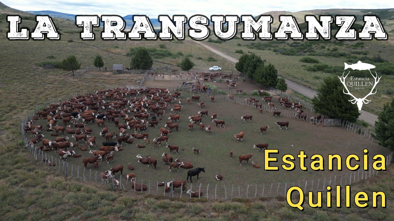 LA TRASUMANZA DI ESTANCIA QUILLEN - PATAGONIA #patagonia