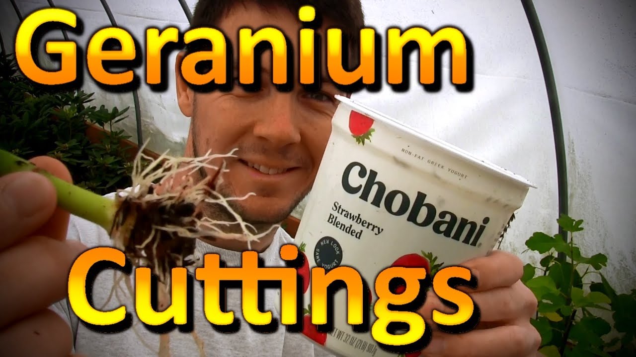 How to Propagate Geranium Cuttings in a Yogurt Cup