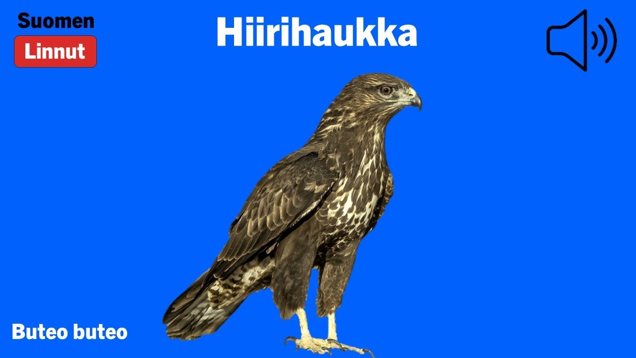 Hiirihaukka - Buteo buteo - Common Buzzard - ormvråk - BUTBUT
