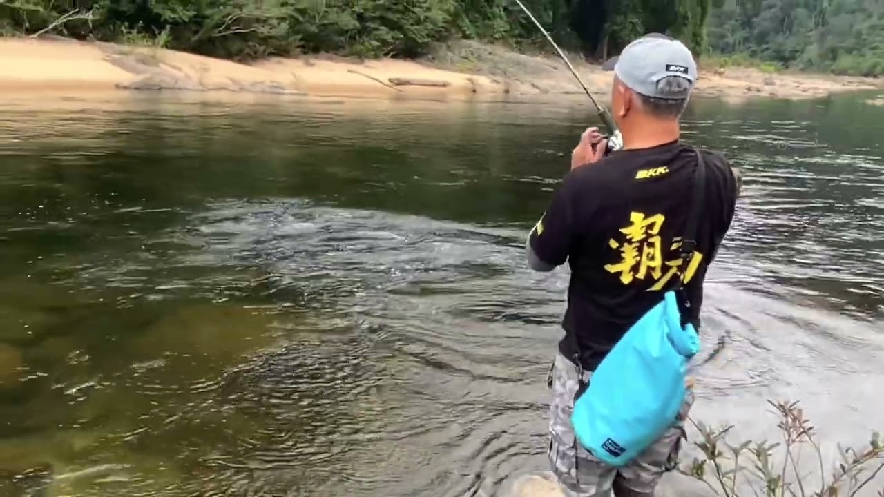 A rare Wolf Barb- Luciocyprinus striolatus from Laos #fishing