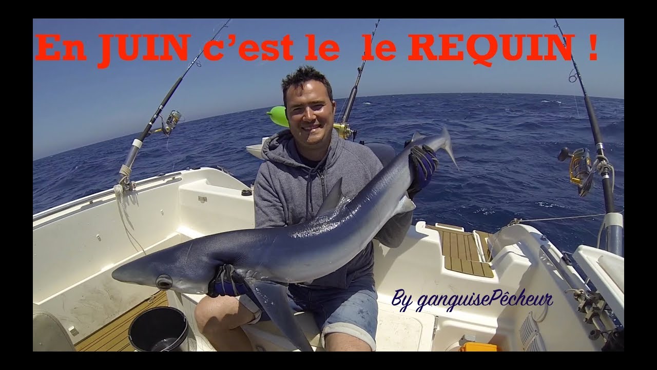 Juin P&ecirc;che REQUIN BLEU de M&eacute;diterran&eacute;e (Leucate )