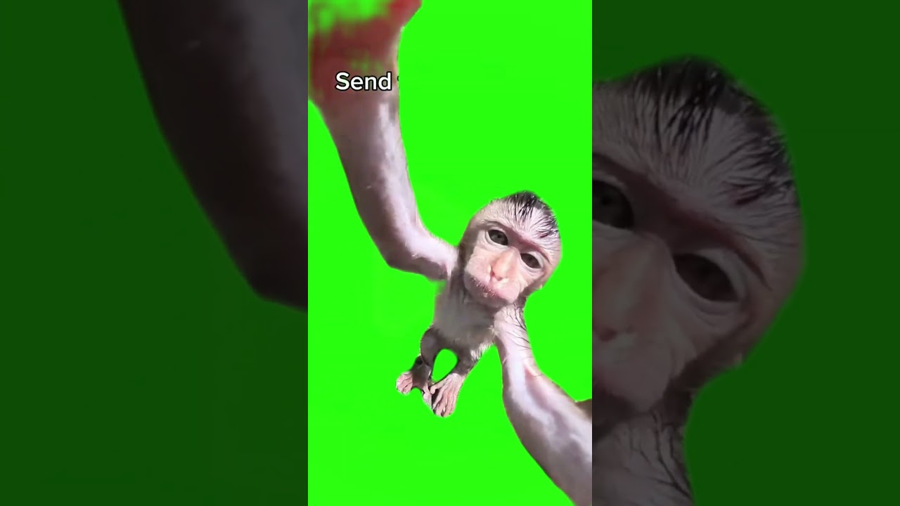 Green Screen Monkey Kissing the Camera 