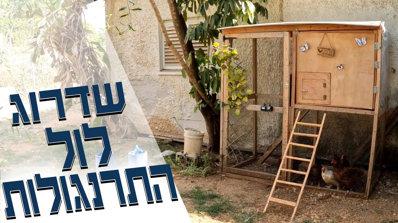 שידרגנו את לול התרנגולות שלנו כדי לארגן להם זולת קיץ קרירה ומוגנת