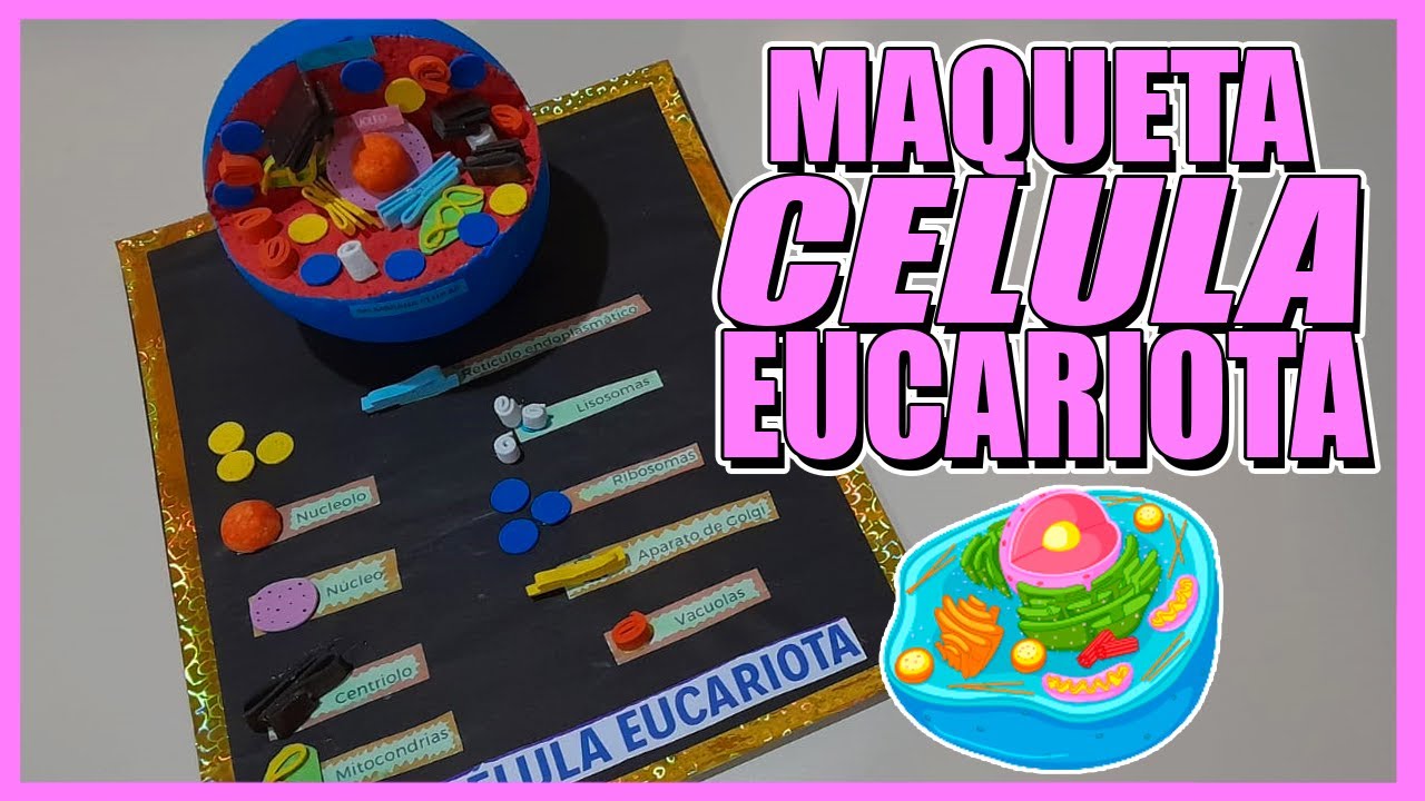 Como Hacer Una Maqueta De la Célula Eucariota 🔬