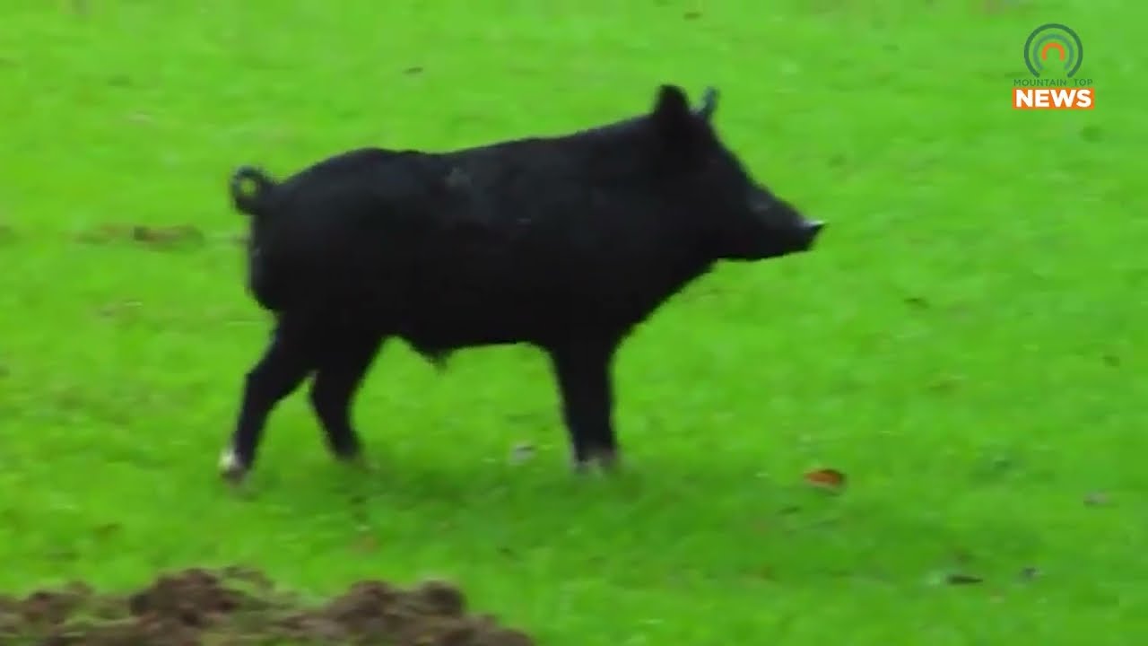 State puts out call for help with wild pig population