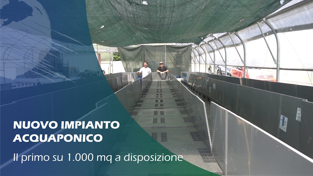 Impianto acquaponico con PISCINA FUORI TERRA!