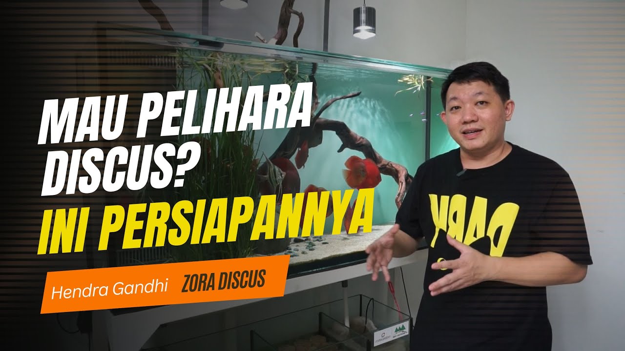 TIPS PERSIAPAN SEBELUM PELIHARA IKAN DISCUS | ZORA DISCUS | SEPUTAR IKAN HIAS
