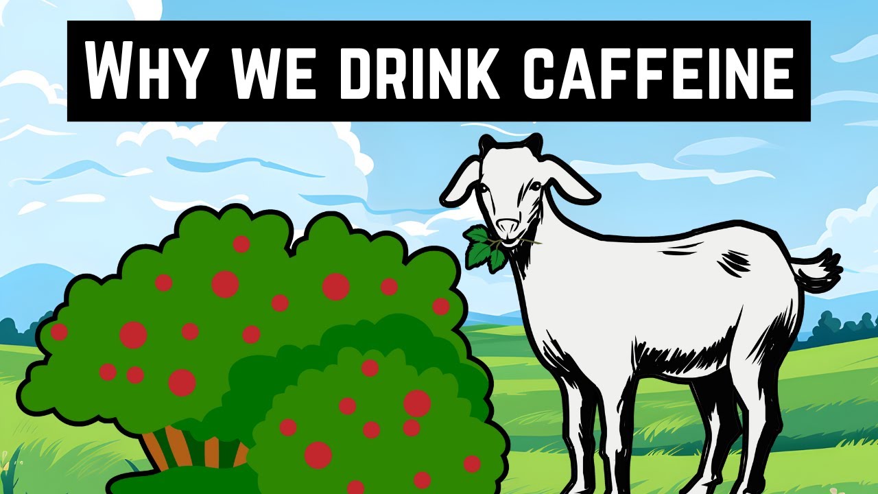 How GOATS Accidentally Discovered Coffee