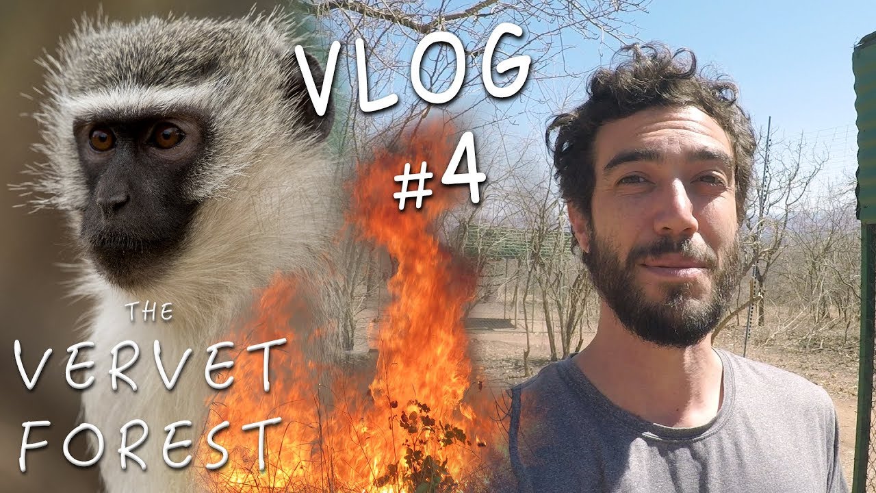 Bush Fire at Animal Sanctuary // Blind Monkey Meets New Friends - Vervet Forest - Vlog4