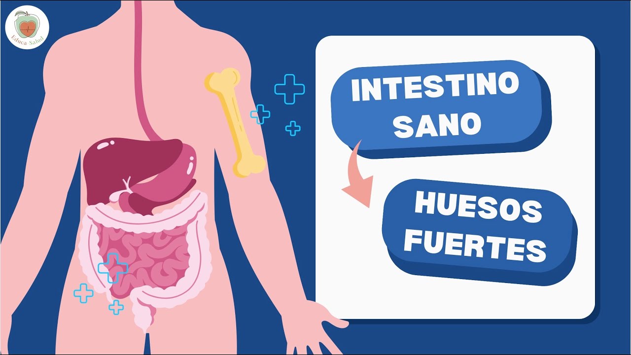 INTESTINO SANO - HUESOS FUERTES