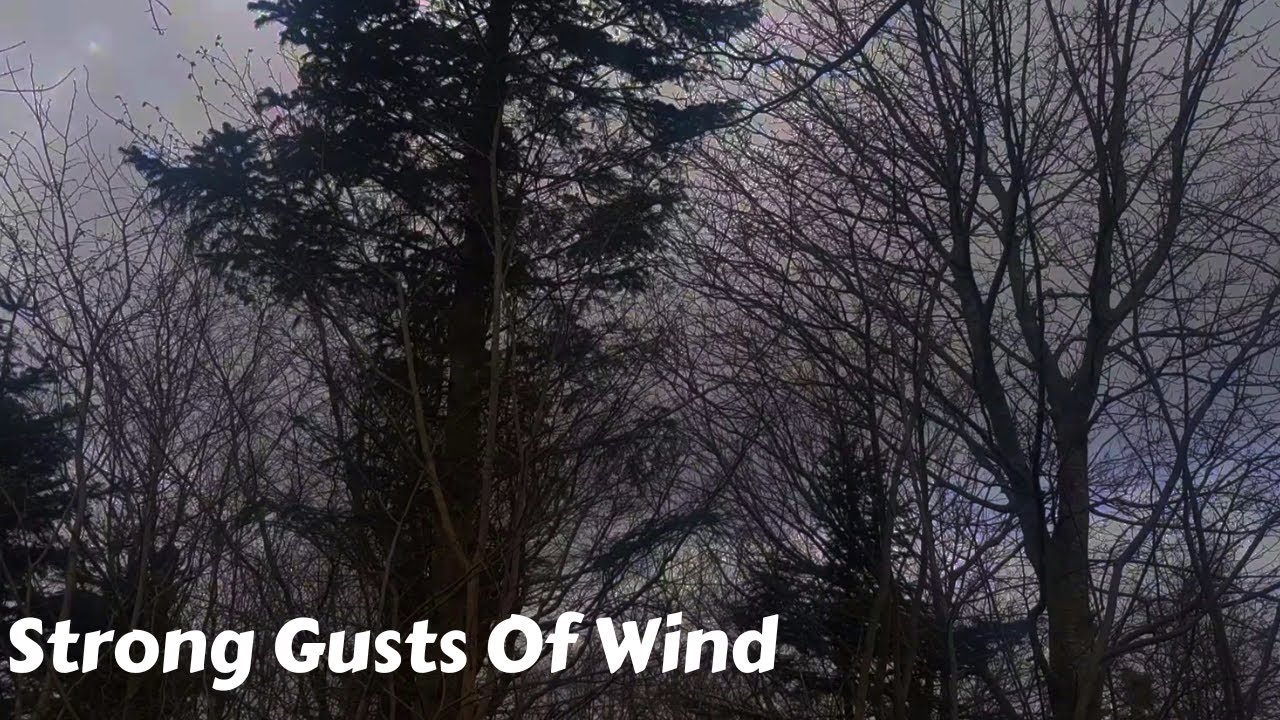 🌪🌪Strong Gusts Of Wind Through Trees (Very Windy) -  Insomnia, Stress Relief, Tinnitus, Relaxation