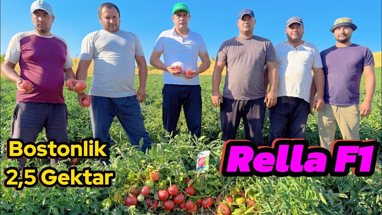 Rella F1 gibrit roziviy pamidor urugi Dostafka bor Tel: +99833 301 90 90 +99893 533 95 55