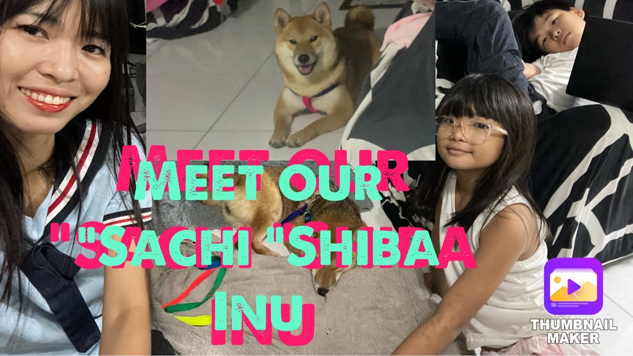 My new pet Shiba Inu named Sachi