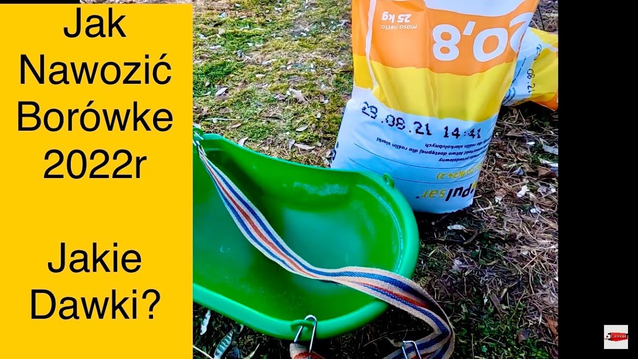 Pierwsze Nawożenie Borówki Wiosną, Pierwsza Dawka Azotu, Jak Nawozić Borówke #BorówkaPolska