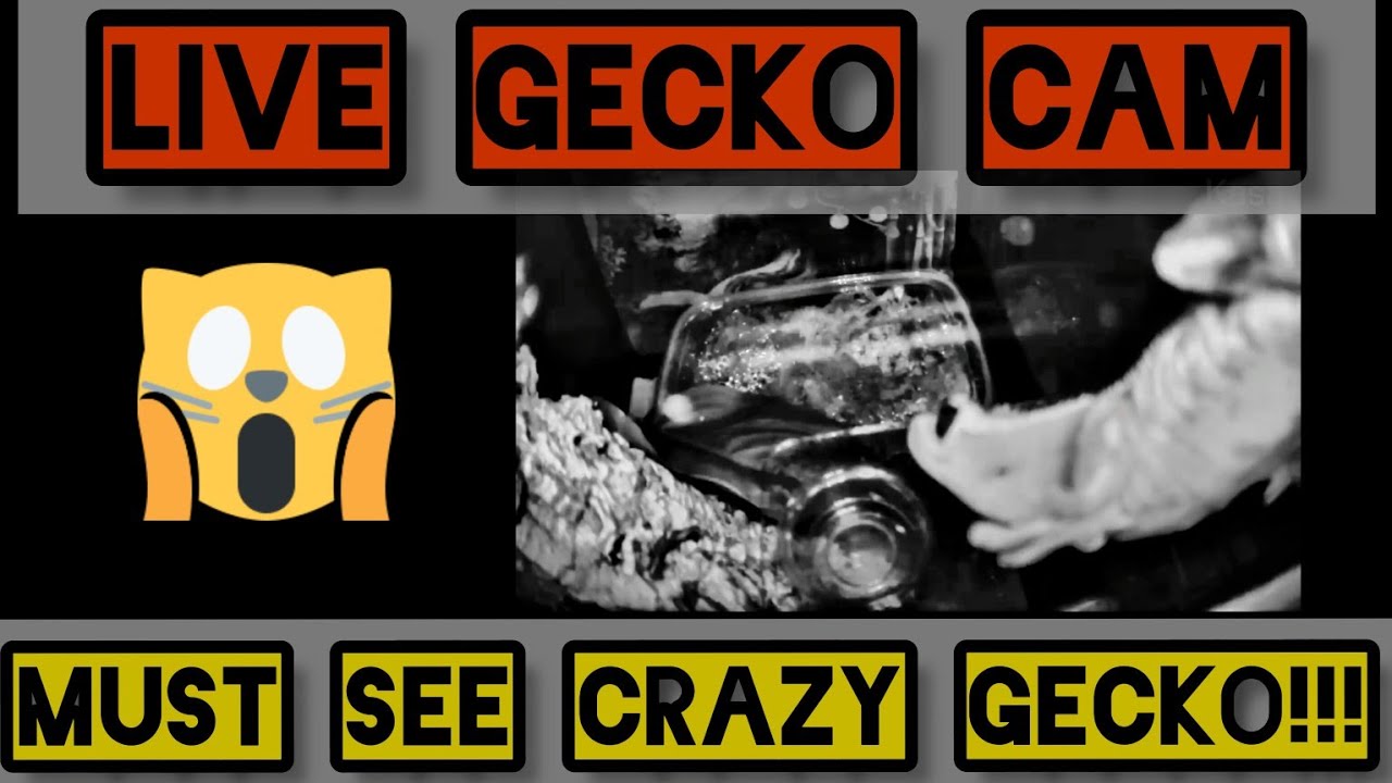 Live Gecko Cam...Crazy Crested Gecko behavior!!!