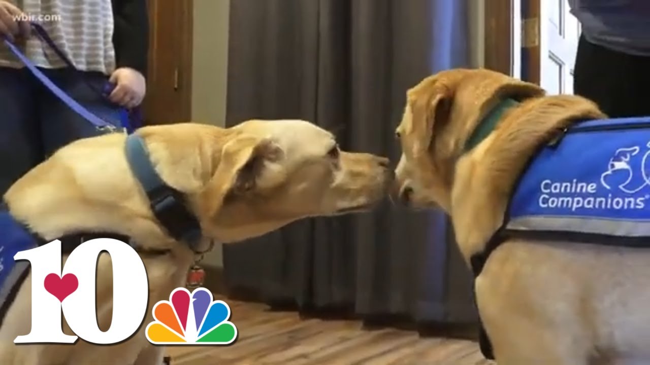 Specially-trained dogs help comfort child abuse victims