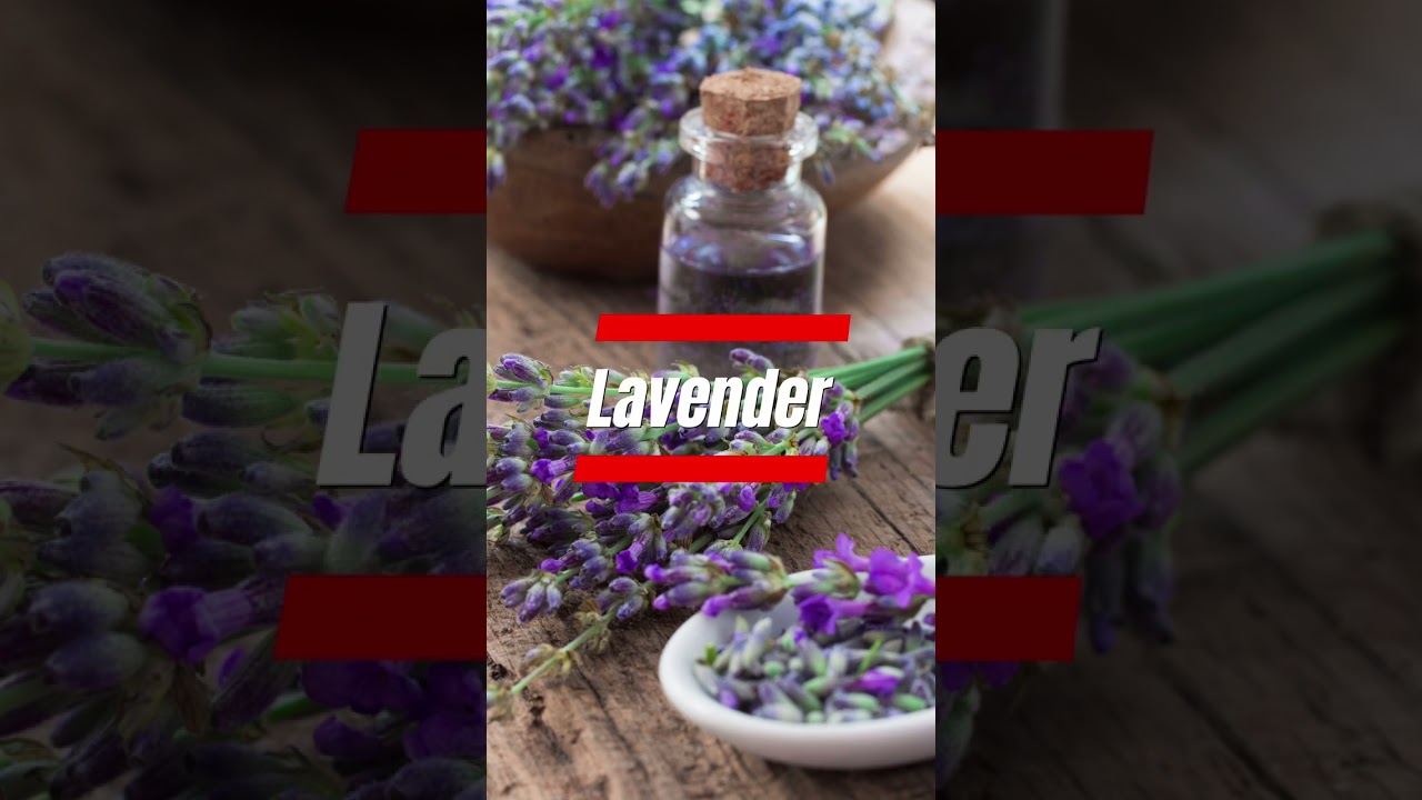 Top 5 Fragrant Flowers for Your Garden! 🌸 