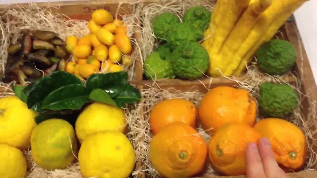 Citrus season
