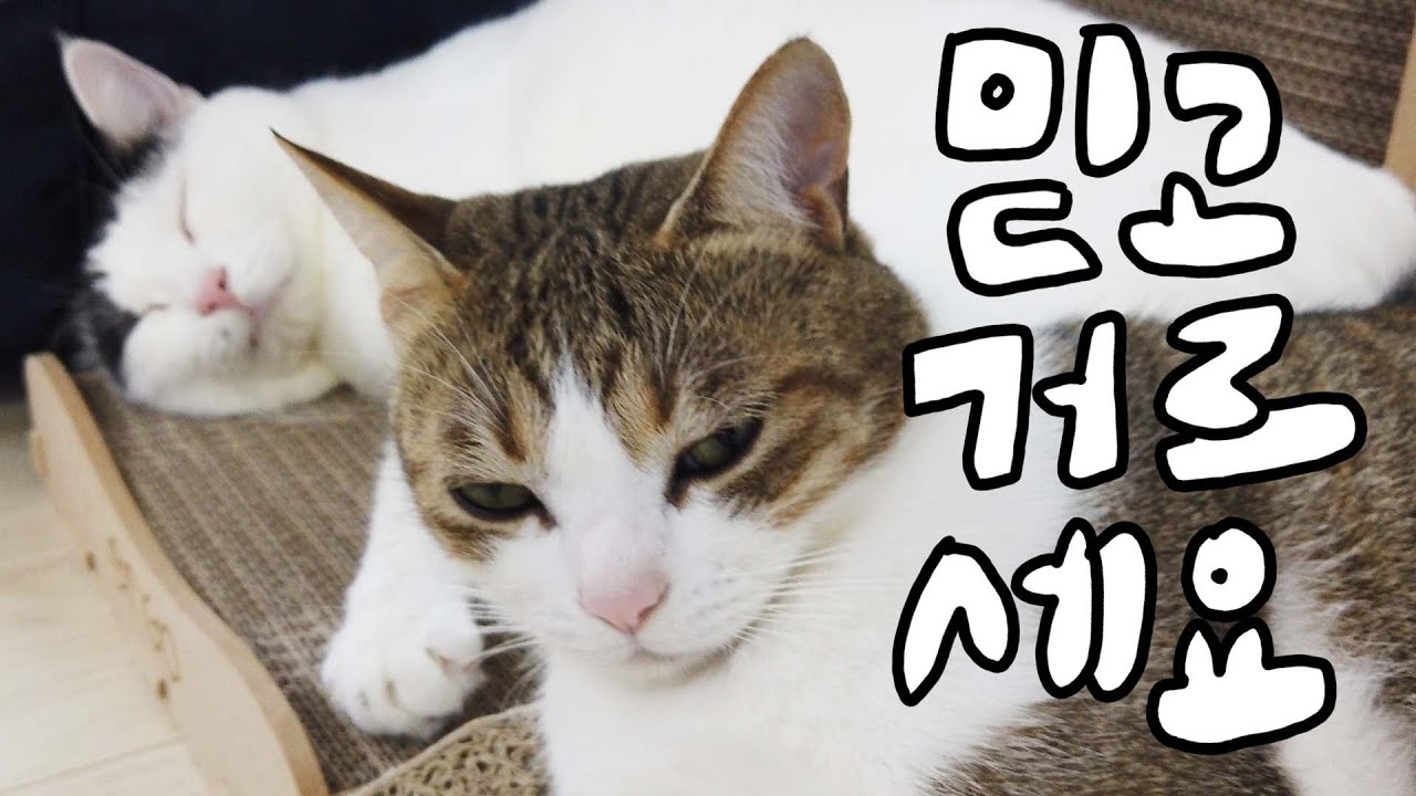 sub) 김명철 수의사가 절대로 사지 않는 고양이 제품 5가지