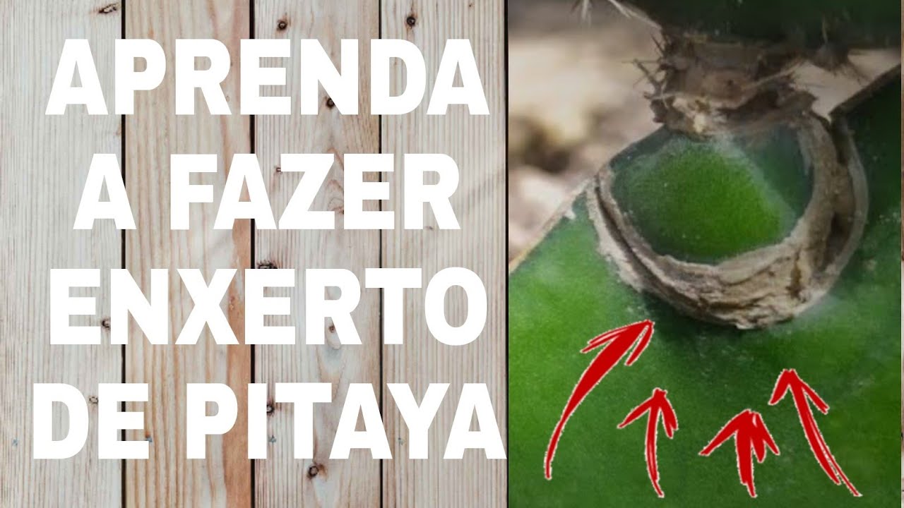APRENDA Á FAZER ENXERTO NA SUA PITAYA FÁCIL E PRÁTICO | PASSO Á PASSO