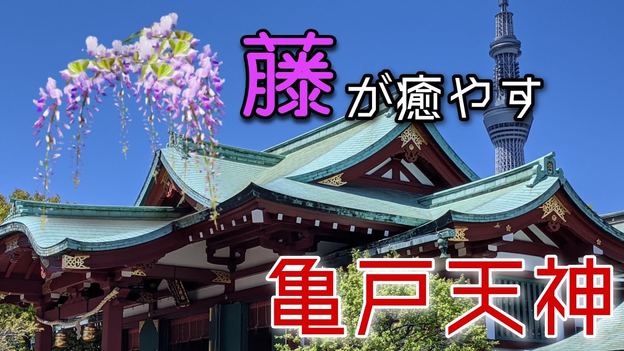 【亀戸天神】藤の花香る神社で潤いMAX！