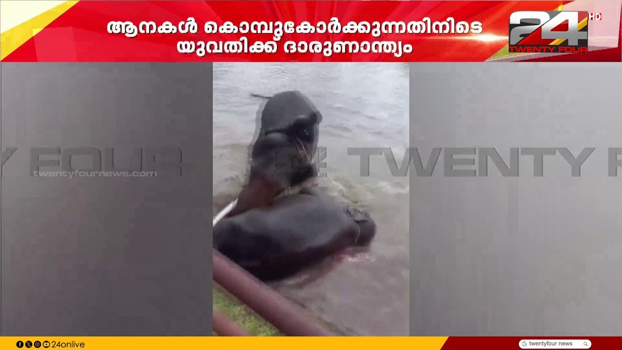 Tragic Death of Young Woman Caught Between Elephants Fighting at Elephant Camp