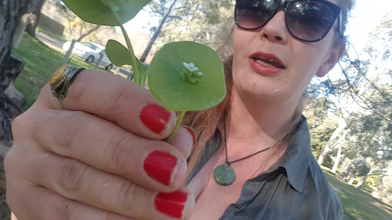 The Bushtucker Woman how to find Miners Lettuce - the superfood lettuce