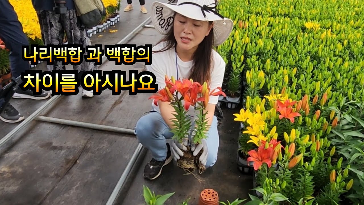 나리백합 과 백합의 차이          010-2812-3876