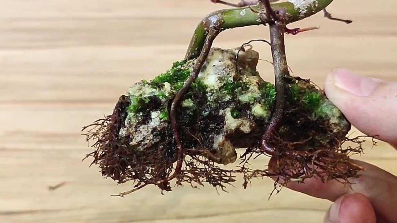 BONSAI - TRASPLANTE de Arce Palmatum Deshojo Abrazado a ROCA.