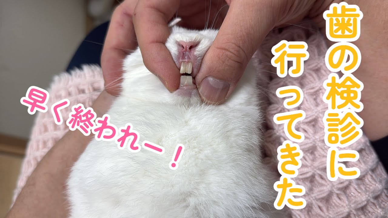 今年最後の歯の検診【うさぎ】