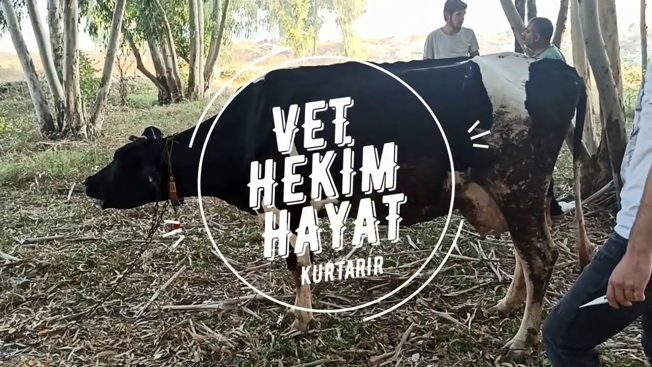 Sığırların 3 Gün Hastalığı Yayılıyor. #Bovine Ephemeral Fever #hayvancılık #3Günhastalığı #üçgünhast