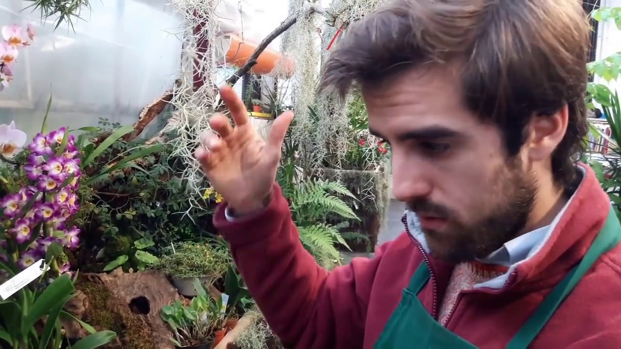 Quando si possono portare all'esterno le orchidee?