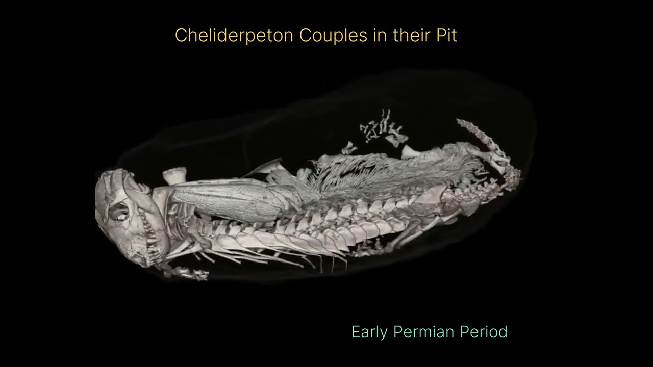 Dean_r_lomax Prehistoric partners - the odd couple. A protomammal cuddled up to its roommate.
