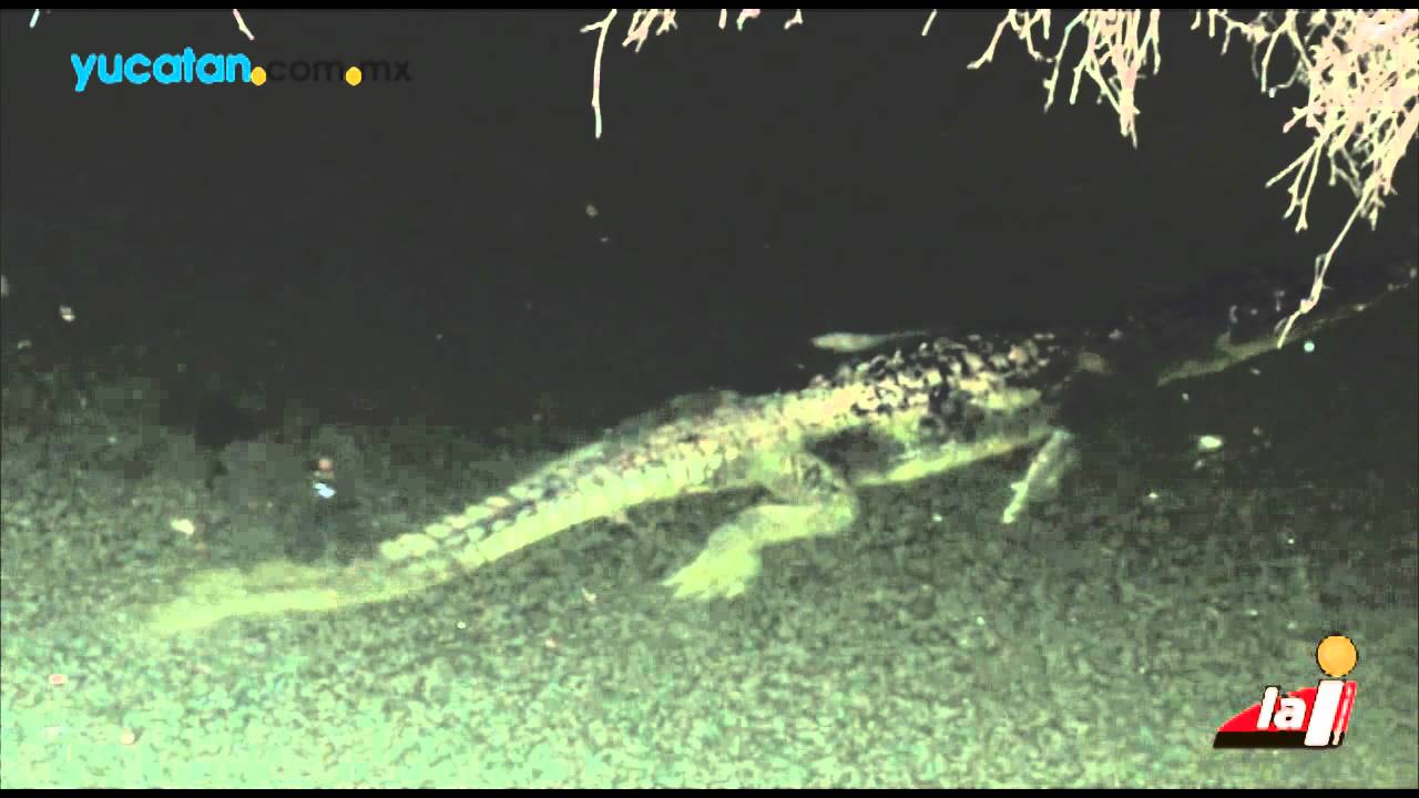 Descubren un cocodrilo en un cenote