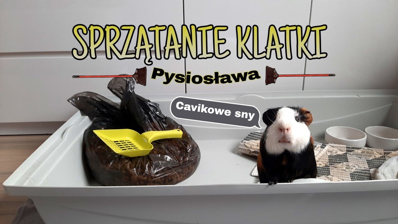 SPRZĄTANIE KLATKI mojej świnki morskiej 🧹🐷