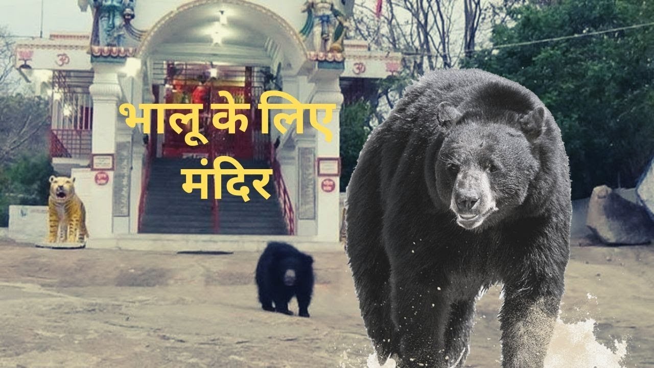 Temple For Bears || Jungle Safari