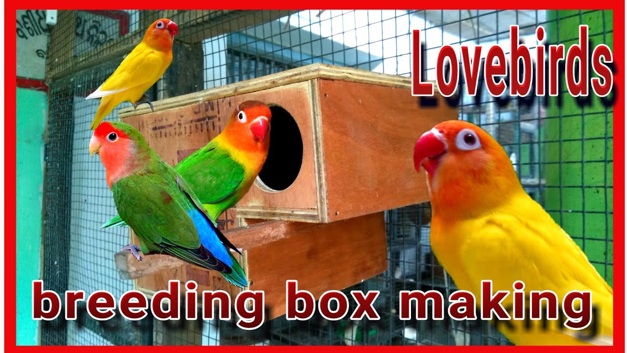 How to make lovebird breeding #nestbox