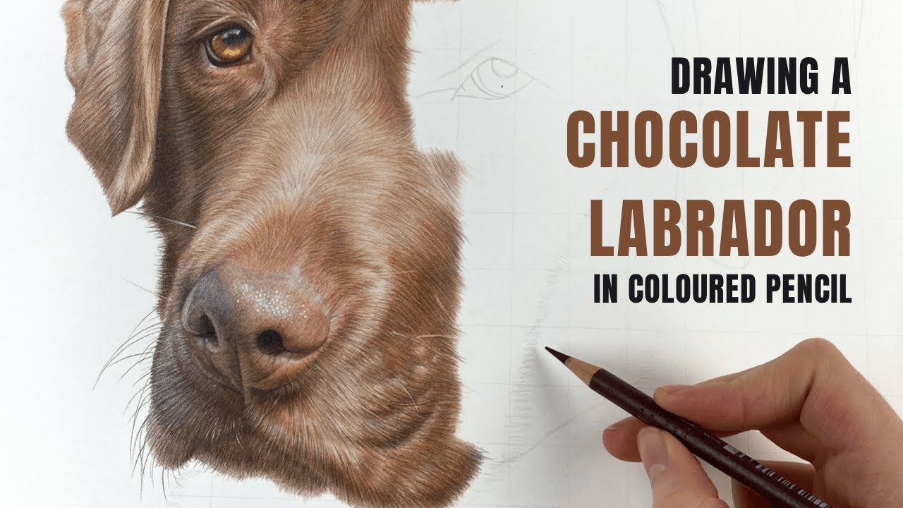 Drawing a Chocolate Labrador in Coloured Pencil | Realistic Coloured Pencil Drawing