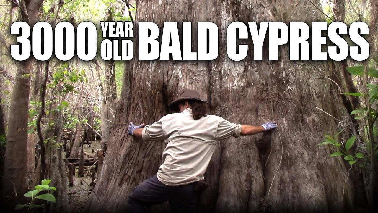 Trudging through knee-deep swamp to find an ancient Bald Cypress Tree