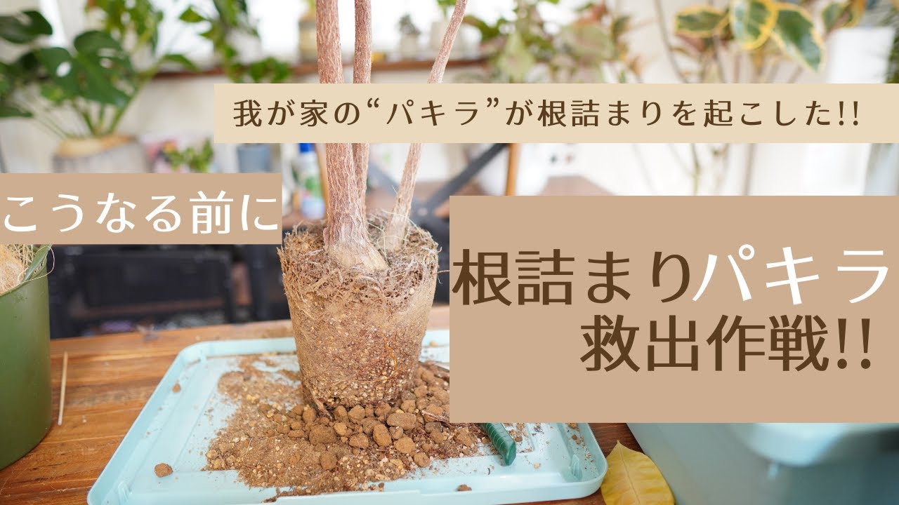 【根詰まりするとこんなに大変!!】根鉢のパキラを救出しました！