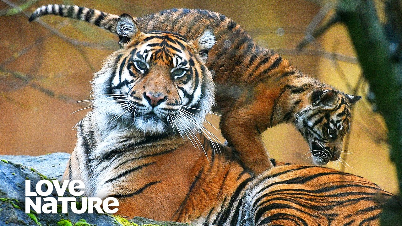 Hungry Tiger Mom Rana Must Teach Cubs to Hunt | Love Nature