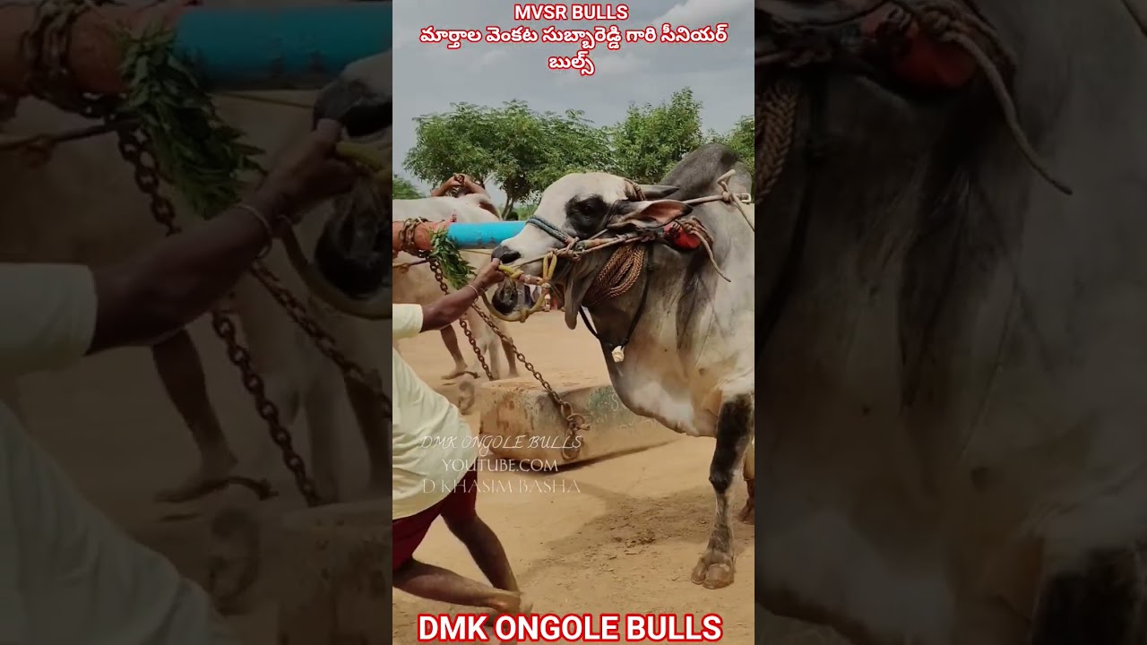 !!MVSR BULLS #youtubeshorts #shorts #trendingshorts